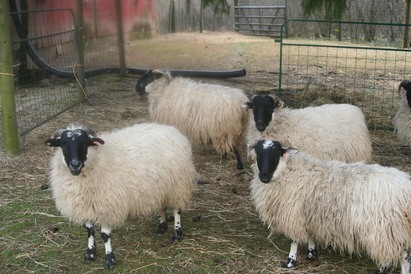 Click to see our ewes