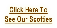 Click Here To  See Our Scotties